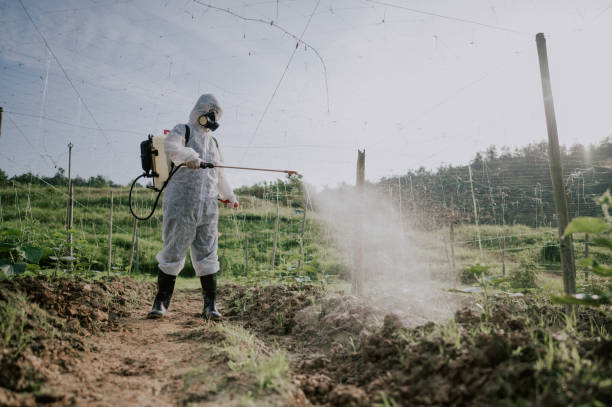 Best Ant Control Services  in Spring Valley, NV