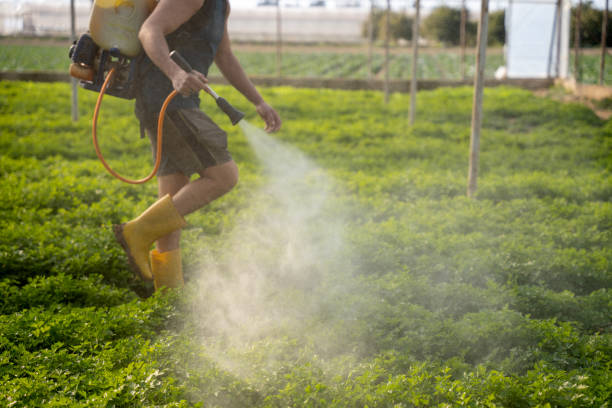 Best Ant Control Services  in Spring Valley, NV