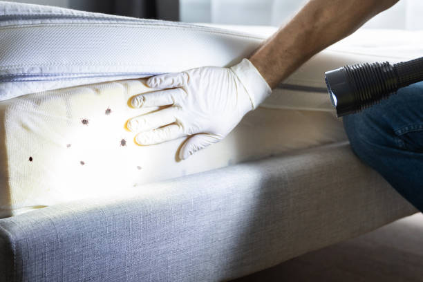 Best Affordable Pest Control Services  in Spring Valley, NV