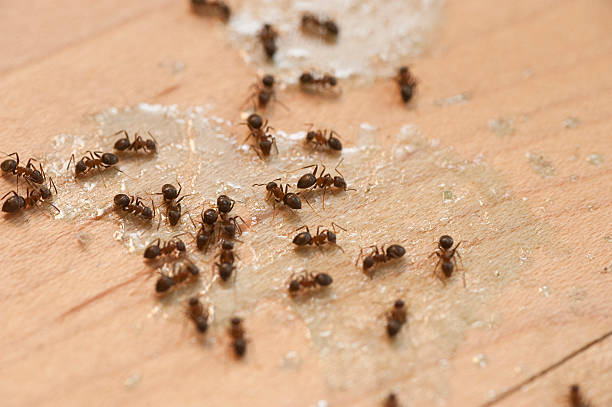 Best Local Pest Control Services  in Spring Valley, NV